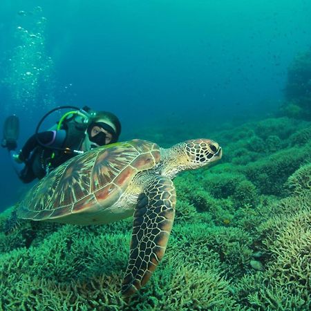 Bongo Bongo Divers Дауин Экстерьер фото